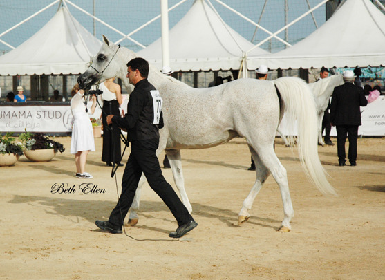 2015 MENTON ARABIAN HORSE CHAMPIONSHIPS