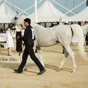 2015 MENTON ARABIAN HORSE CHAMPIONSHIPS