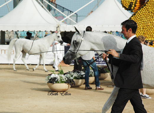 2015 MENTON ARABIAN HORSE CHAMPIONSHIPS