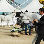 2015 MENTON ARABIAN HORSE CHAMPIONSHIPS