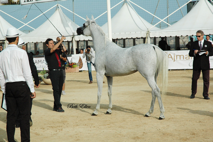 2015 MENTON ARABIAN HORSE CHAMPIONSHIPS