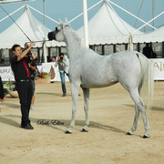 2015 MENTON ARABIAN HORSE CHAMPIONSHIPS