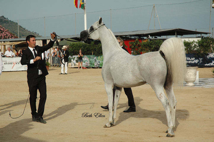 2015 MENTON ARABIAN HORSE CHAMPIONSHIPS
