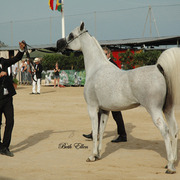 2015 MENTON ARABIAN HORSE CHAMPIONSHIPS