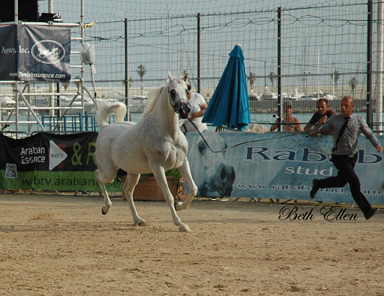 2015 MENTON ARABIAN HORSE CHAMPIONSHIPS