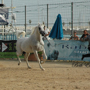 2015 MENTON ARABIAN HORSE CHAMPIONSHIPS