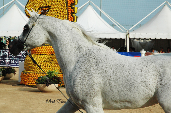 2015 MENTON ARABIAN HORSE CHAMPIONSHIPS