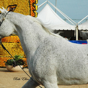 2015 MENTON ARABIAN HORSE CHAMPIONSHIPS