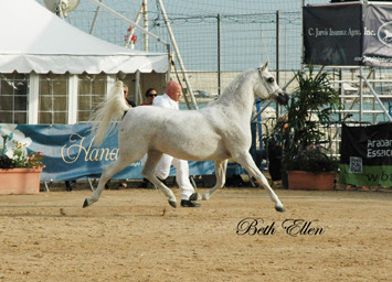 2015 MENTON ARABIAN HORSE CHAMPIONSHIPS