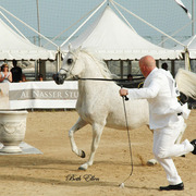 2015 MENTON ARABIAN HORSE CHAMPIONSHIPS