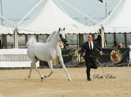 2015 MENTON ARABIAN HORSE CHAMPIONSHIPS