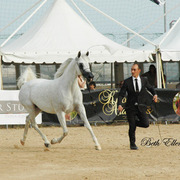 2015 MENTON ARABIAN HORSE CHAMPIONSHIPS