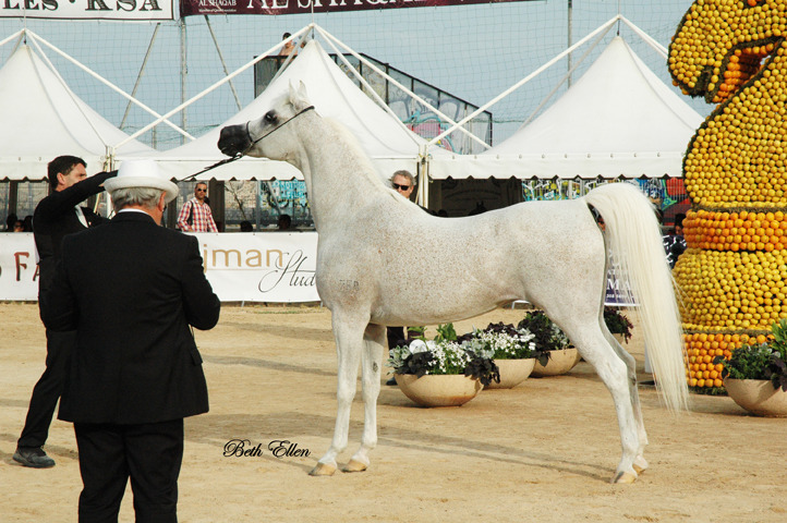 2015 MENTON ARABIAN HORSE CHAMPIONSHIPS