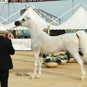 2015 MENTON ARABIAN HORSE CHAMPIONSHIPS