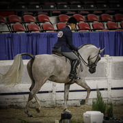 2013 Arabian Celebration Show
