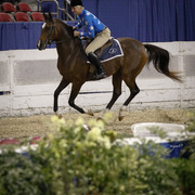 2013 Arabian Celebration Show