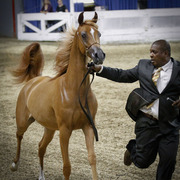 2013 Arabian Celebration Show