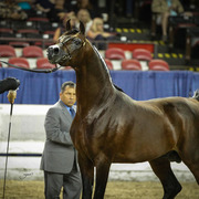 2013 Arabian Celebration Show
