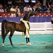 2013 Arabian Celebration Show