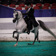 2013 Arabian Celebration Show
