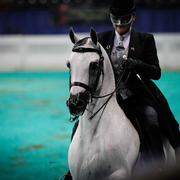 2013 Arabian Celebration Show