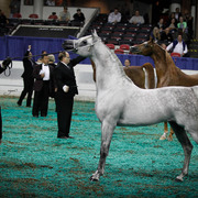 2013 Arabian Celebration Show