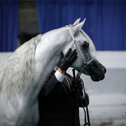 2013 Arabian Celebration Show