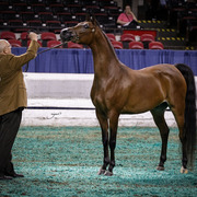 2013 Arabian Celebration Show