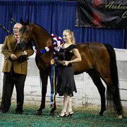 2013 Arabian Celebration Show