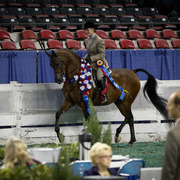 2013 Arabian Celebration Show