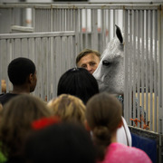 2013 Arabian Celebration Show