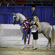 2013 Arabian Celebration Show