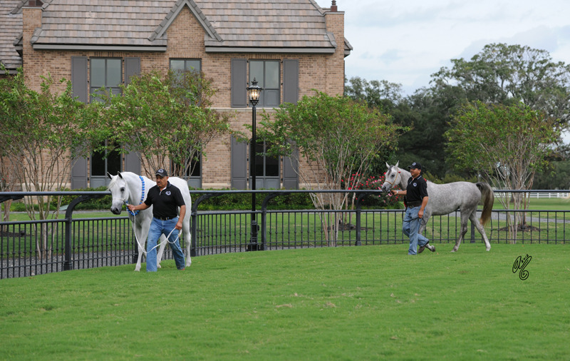 The DeShazer Arabian Horse presentation
