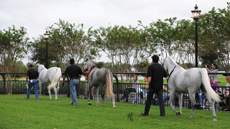 The DeShazer Arabian Horse presentation
