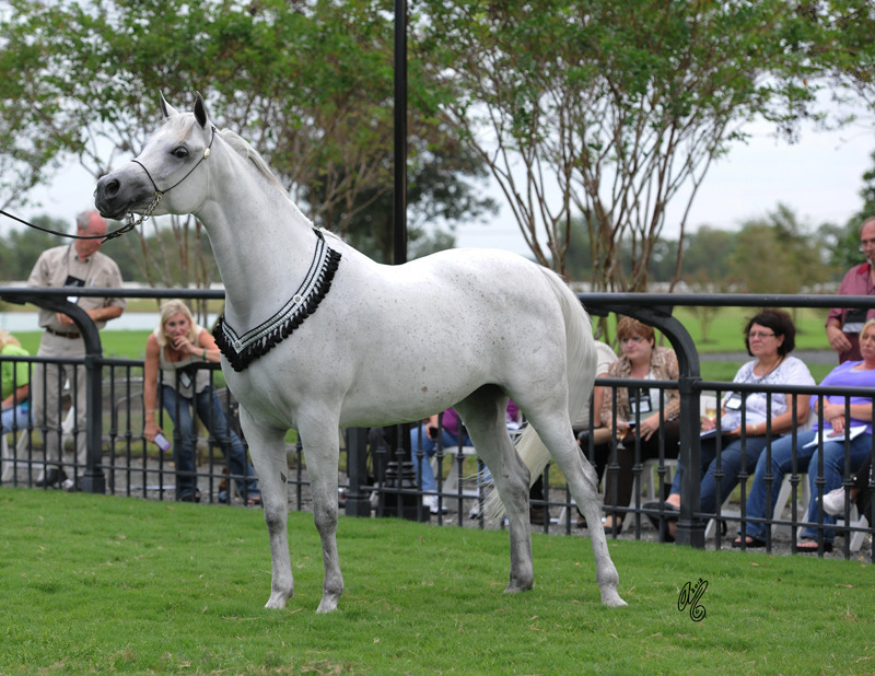 The DeShazer Arabian Horse presentation