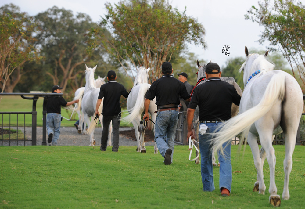 The DeShazer Arabian Horse presentation