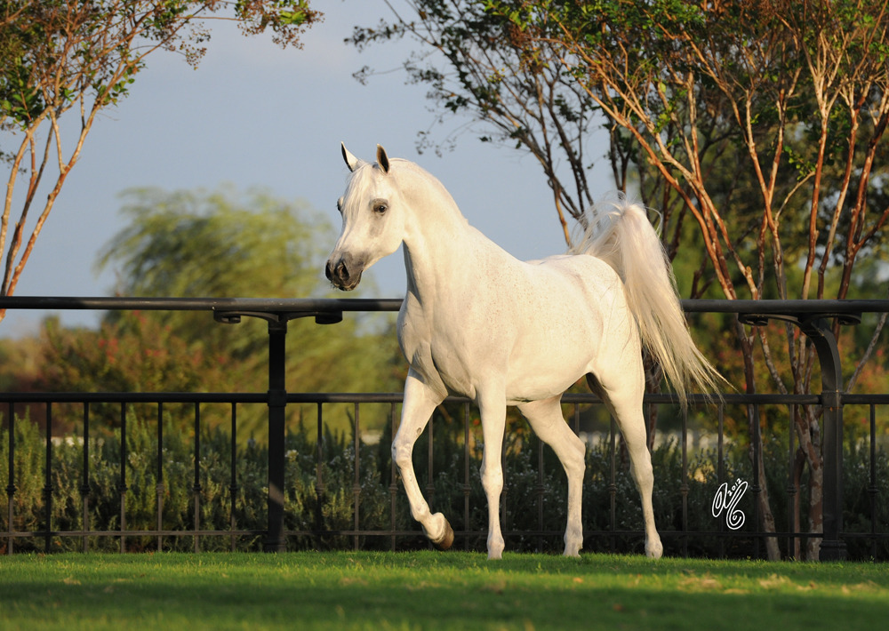 The DeShazer Arabian Horse presentation
