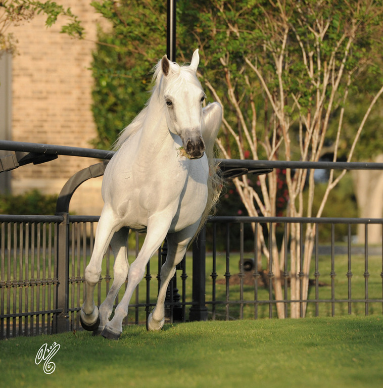 The DeShazer Arabian Horse presentation