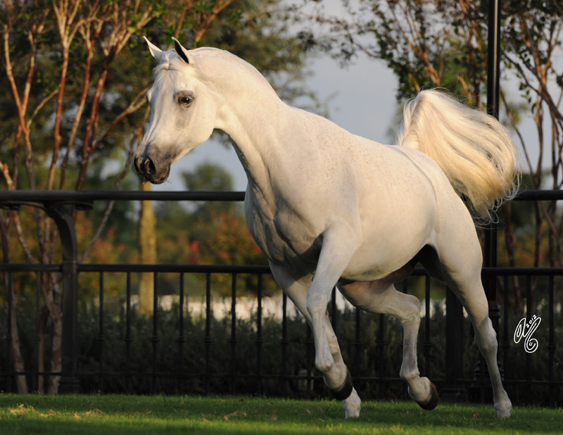 The DeShazer Arabian Horse presentation