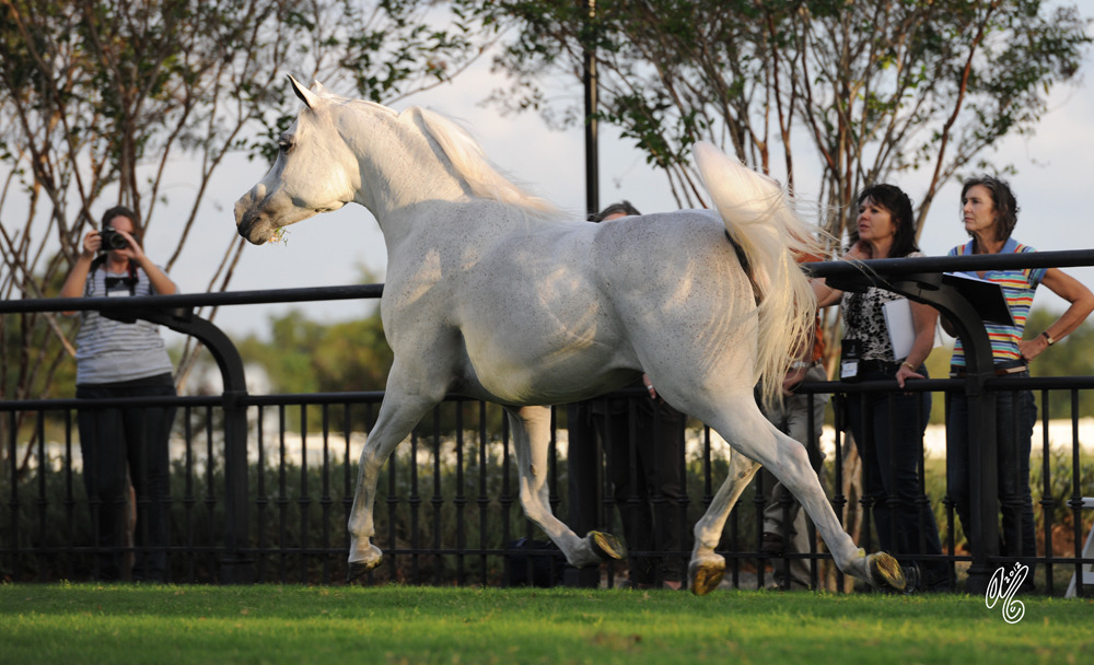 The DeShazer Arabian Horse presentation