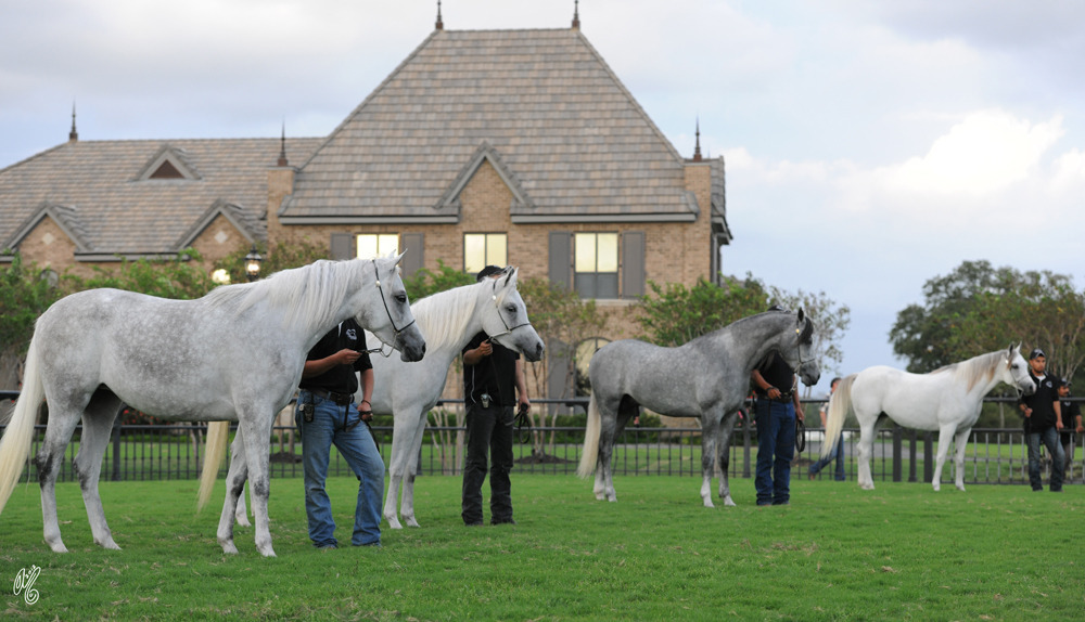 The DeShazer Arabian Horse presentation