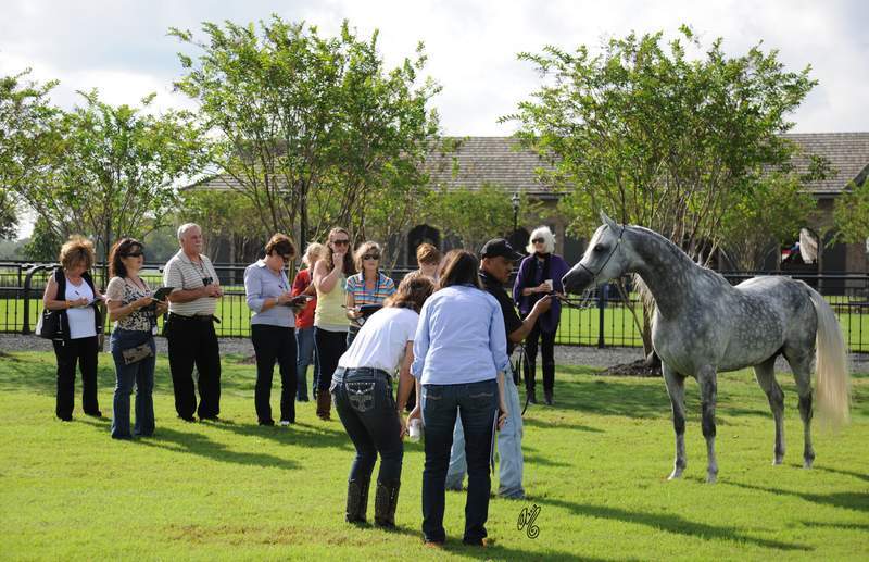 In groups, learning about Judging from a show ring perspective