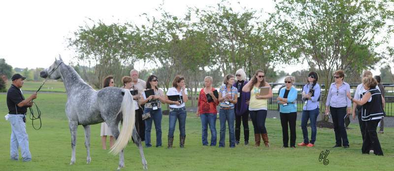 In groups, learning about Judging from a show ring perspective