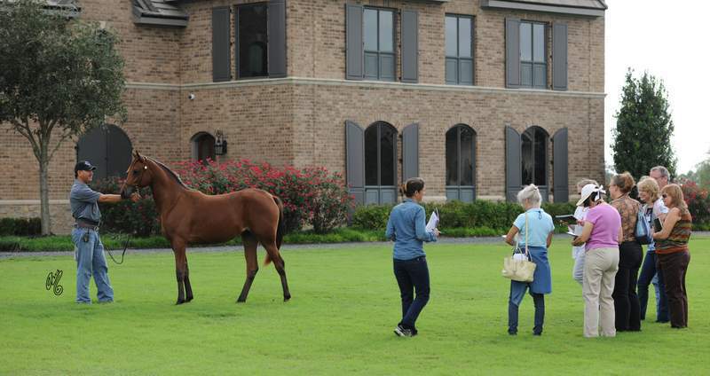 In groups, learning about Judging from a show ring perspective: Emma Maxwell teaching