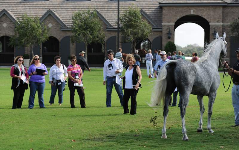 In groups, learning about Judging from a show ring perspective--YES, that is Judith Forbis TEACHING--what lucky participants!