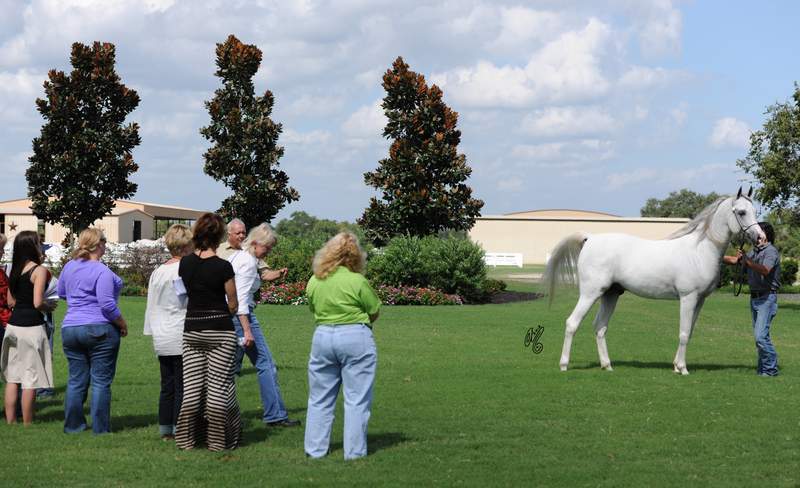 In groups, learning about Judging from a show ring perspective: Shawn Crews teaching