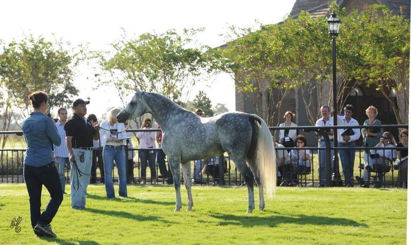 The Pyramid Society’s 2012 National Egyptian Breeders Conference