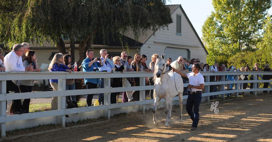 The presentation of the Silver Maple Farm horses, hosted by Christie & Henry Metz!
