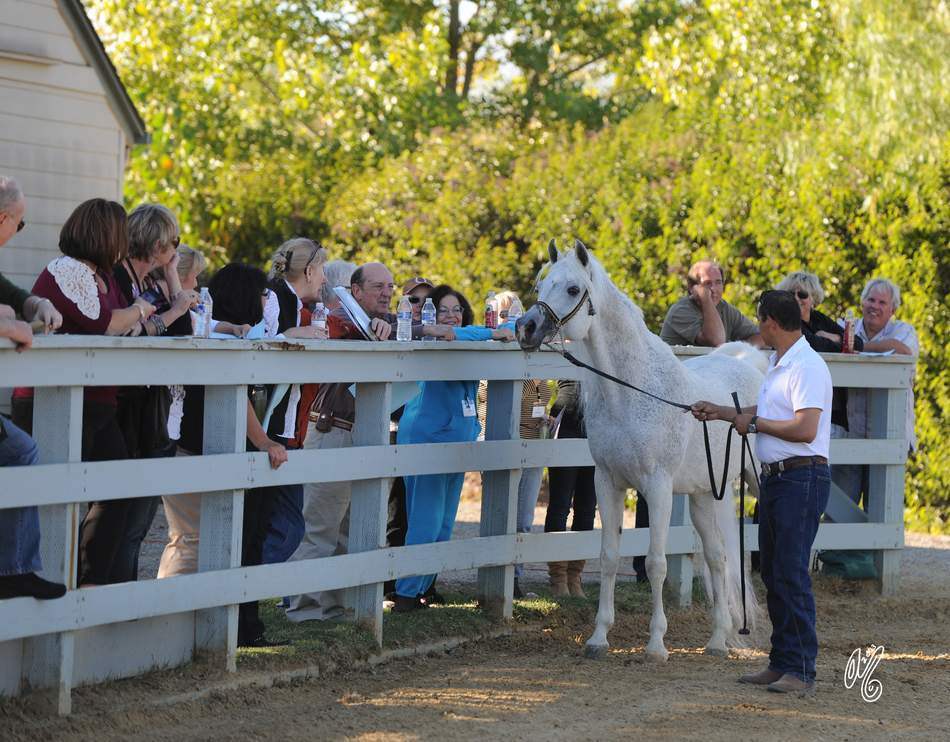The presentation of the Silver Maple Farm horses, hosted by Christie & Henry Metz!