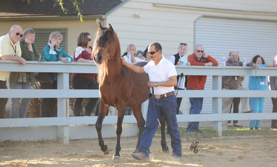 The presentation of the Silver Maple Farm horses, hosted by Christie & Henry Metz!